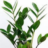 ZZ Plant Green, with 5.5 inches white decor pot